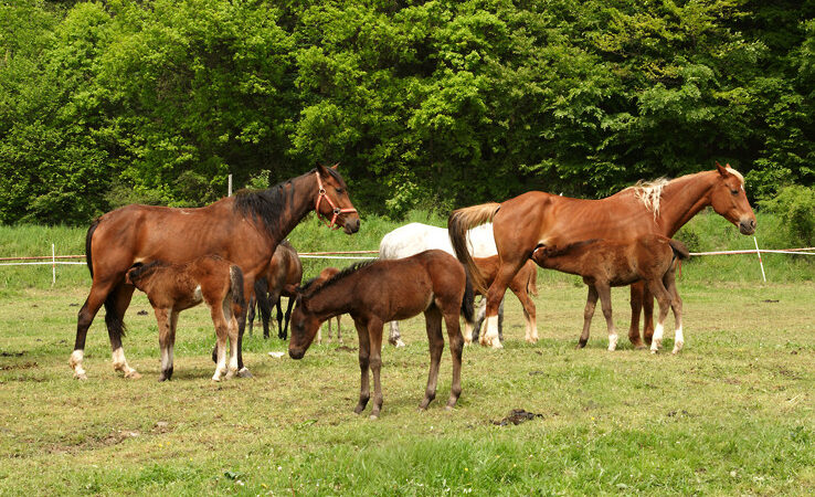 Záchrana Slovenského športového ponyho