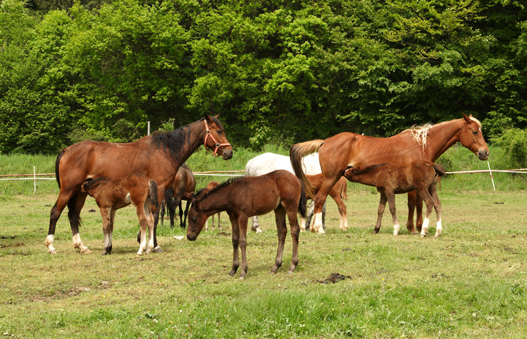 Záchrana Slovenského športového ponyho