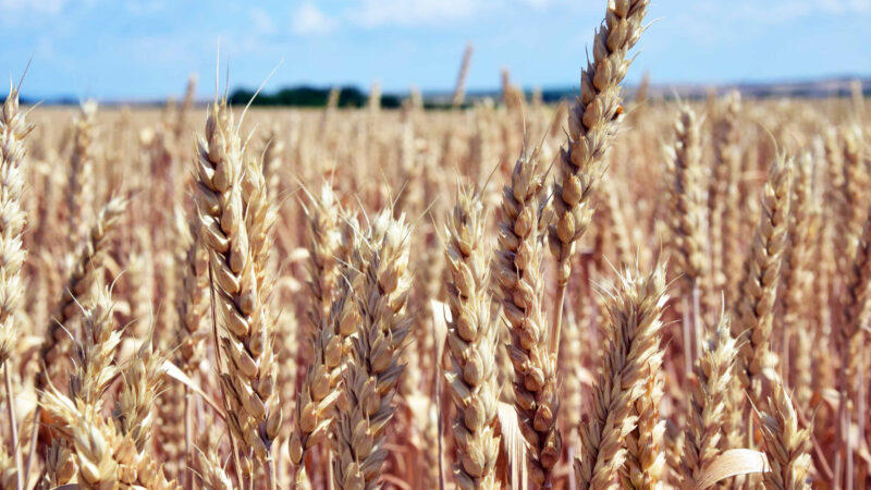 Signatári v EÚ sú proti deregulácii GMO v obilninách a potravinách