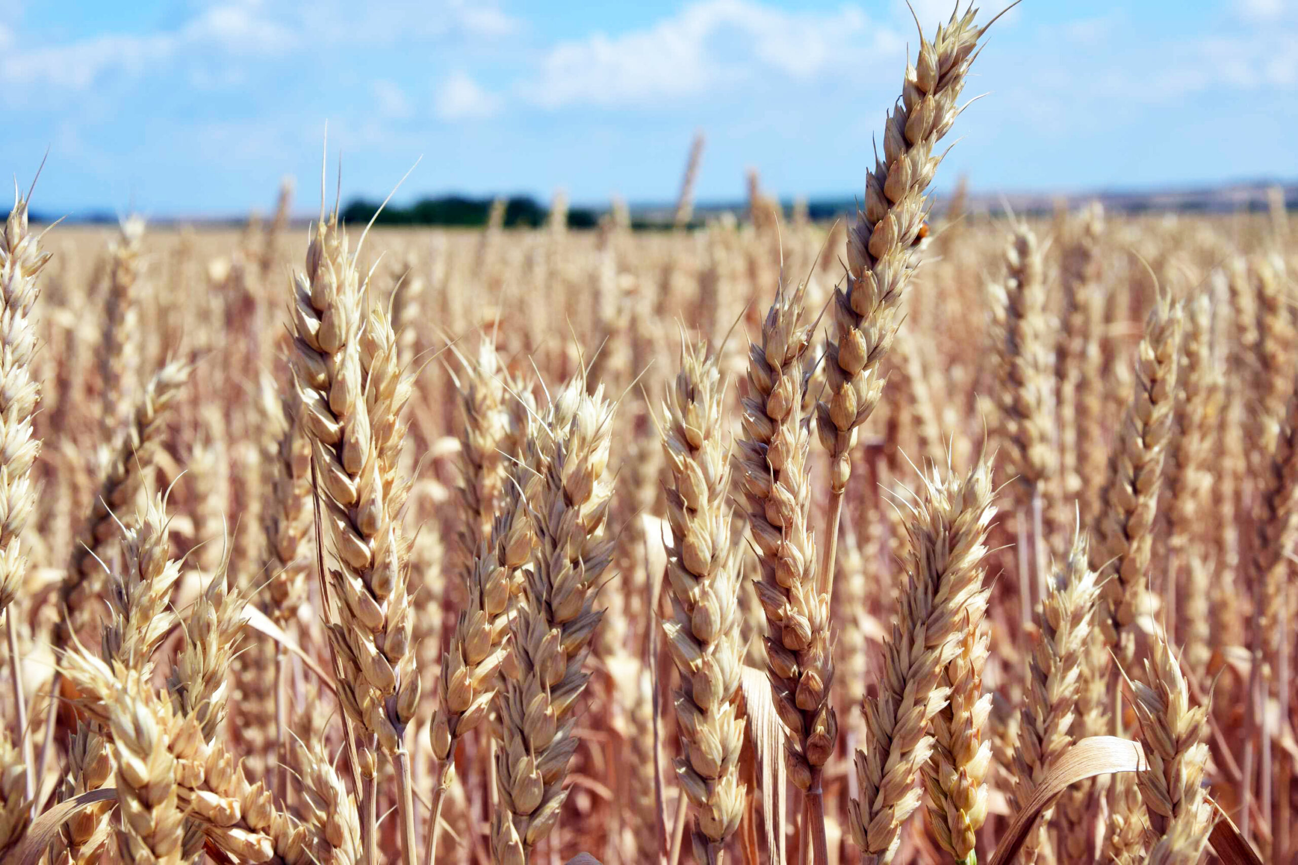 Signatári v EÚ sú proti deregulácii GMO v obilninách a potravinách